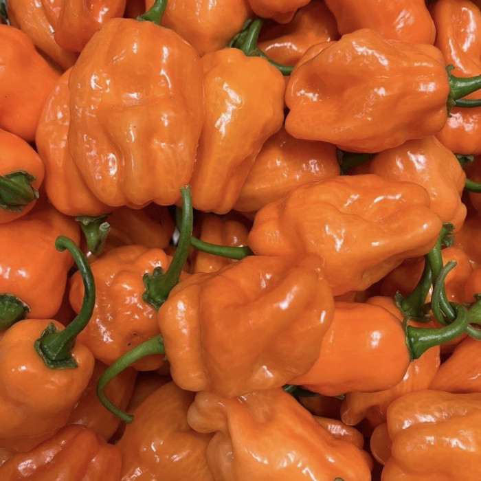 Habanero Orange гібрид свіжий перець