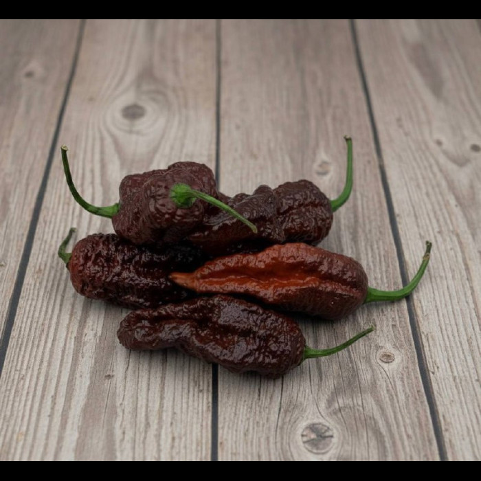 Moruga Сhocolate рассада 