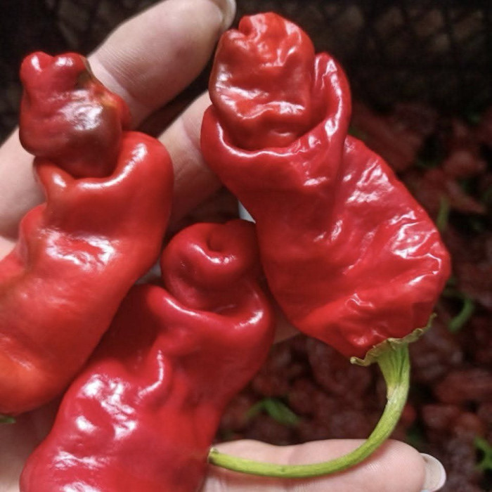 Peter Pepper Red насіння 2025