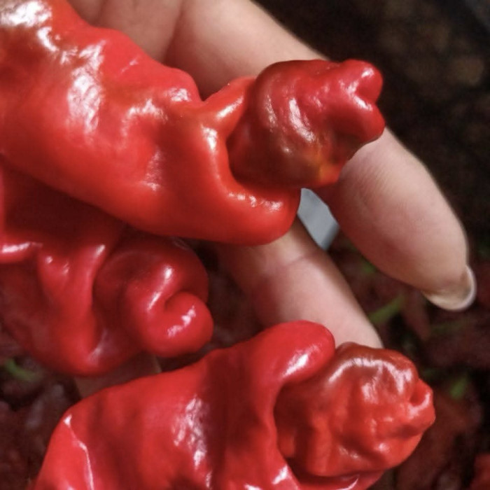 Peter Pepper Red розсада 0