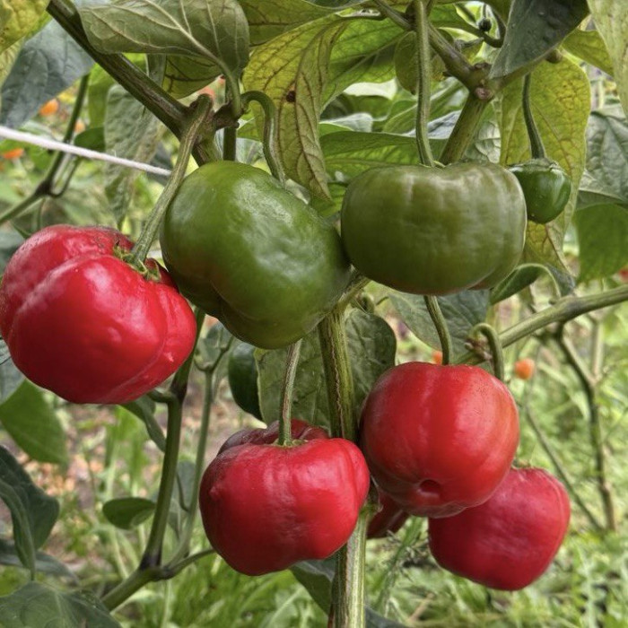 Giant Rocoto насіння 2025
