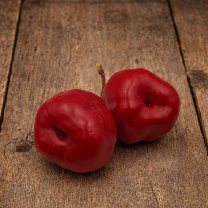 Giant Rocoto семена 2025