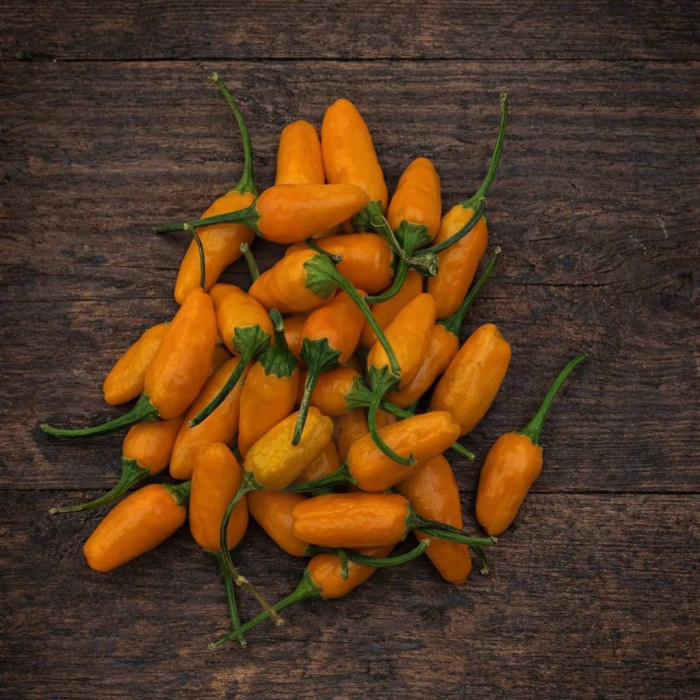 Tabasko Short Yellow семена 2025