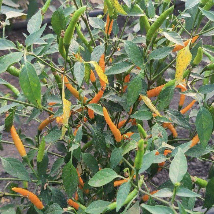 Tai Hot Orange свіжий перець    0