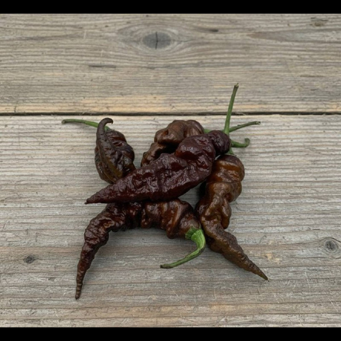 T- Rex Chocolate рассада