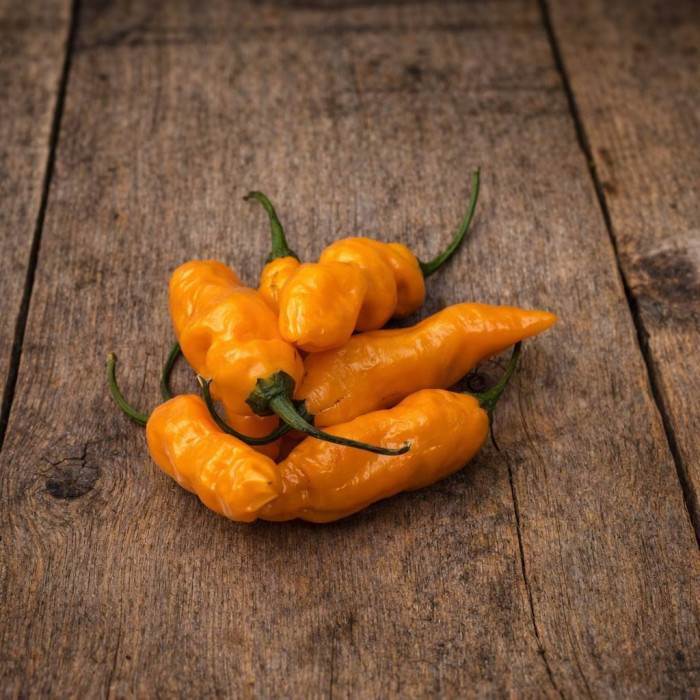 Fatalii Yellow рассада