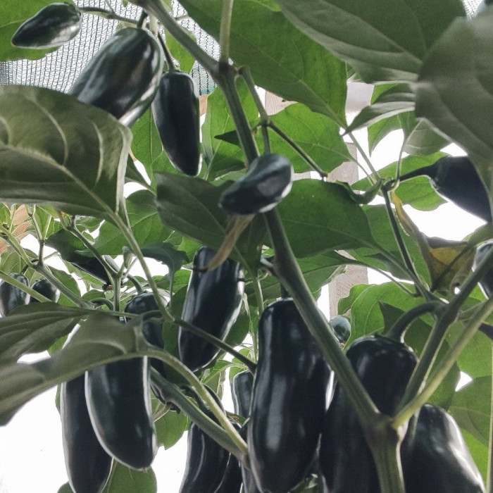  Jalapeño Black Magic свежий перец  0