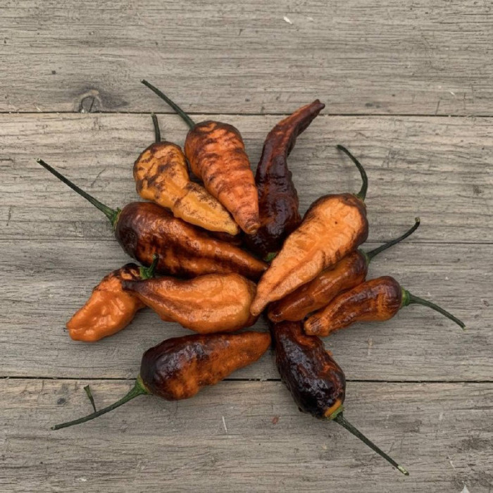 Hallows Eve насіння 2025