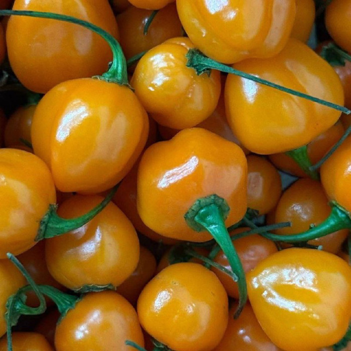 Charapon Amarillo розсада 1