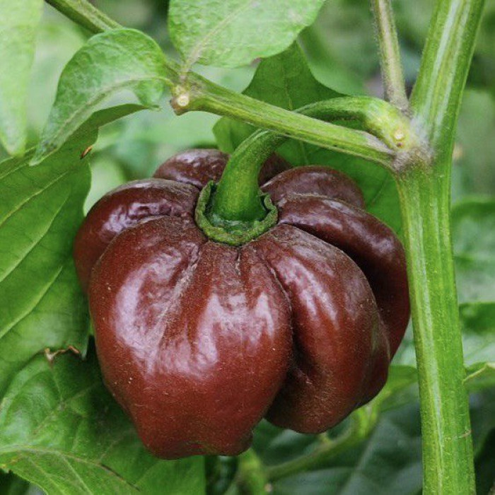 Habanero Chocolate свежий перец  0