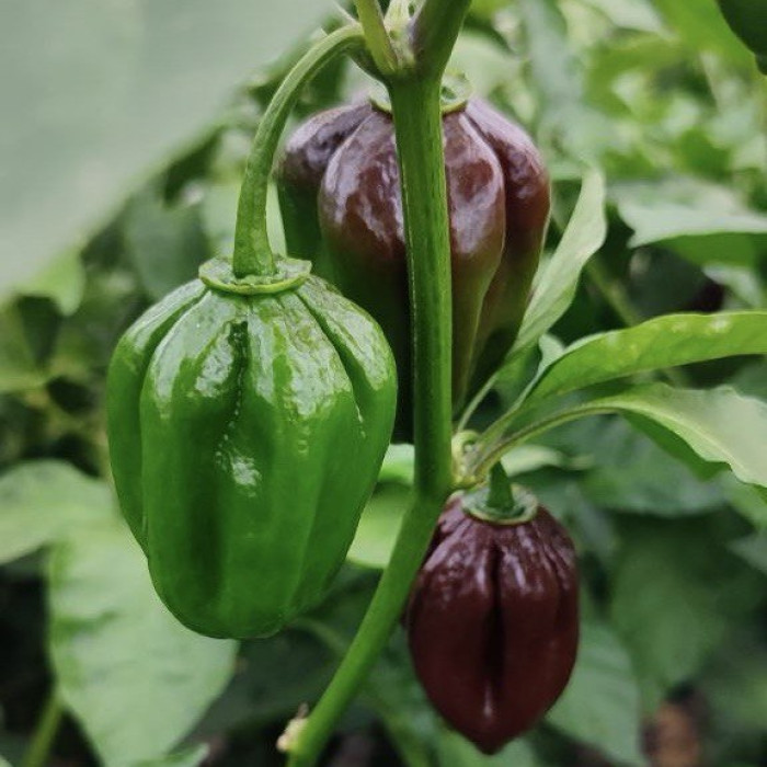 Habanero Chocolate свежий перец  1